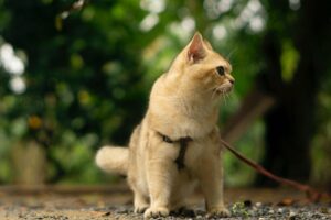 How-to-Train-Your-Cat-to-Walk-on-a-Leash