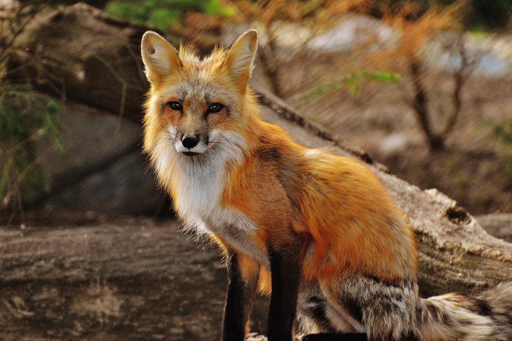 domesticated-red-fox